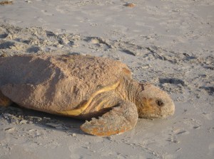 SeaTurtle7-25-10 006
