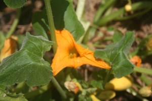 Cactus and Squash Blooms 004