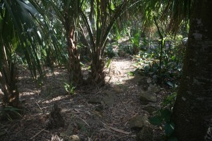 Outback 011 The Trail